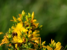 蜜蜂-高清視頻素材